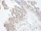 e3B1 antibody, IHC-00240, Bethyl Labs, Immunohistochemistry frozen image 