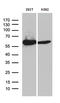 Acyl-CoA Dehydrogenase Family Member 9 antibody, LS-C796114, Lifespan Biosciences, Western Blot image 