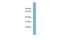 Alpha 1,4-Galactosyltransferase (P Blood Group) antibody, NBP1-69594, Novus Biologicals, Western Blot image 