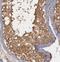 Alcohol dehydrogenase class-3 antibody, FNab03678, FineTest, Immunohistochemistry paraffin image 