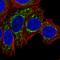 Elongation factor 1-gamma antibody, HPA040688, Atlas Antibodies, Immunofluorescence image 