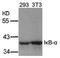 NFKB Inhibitor Alpha antibody, AP02651PU-S, Origene, Western Blot image 