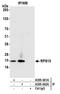 40S ribosomal protein S15 antibody, A305-041A, Bethyl Labs, Immunoprecipitation image 