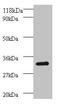 Proteasome Subunit Beta 7 antibody, CSB-PA01345A0Rb, Cusabio, Western Blot image 