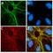 Selectin P antibody, 701257, Invitrogen Antibodies, Immunofluorescence image 