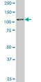 Zinc Finger And SCAN Domain Containing 20 antibody, LS-C198462, Lifespan Biosciences, Western Blot image 