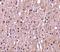 TNF Superfamily Member 12 antibody, A02009-2, Boster Biological Technology, Immunohistochemistry frozen image 