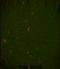 Beclin 1 antibody, LS-C156793, Lifespan Biosciences, Immunofluorescence image 