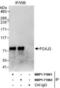 Forkhead Box J3 antibody, NBP1-71861, Novus Biologicals, Immunoprecipitation image 