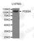 Phosphodiesterase 6A antibody, A6498, ABclonal Technology, Western Blot image 