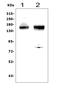 CD13 antibody, A02591-2, Boster Biological Technology, Western Blot image 