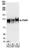 Interferon Alpha And Beta Receptor Subunit 1 antibody, NBP2-32196, Novus Biologicals, Western Blot image 