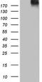 Thyroglobulin antibody, LS-C790099, Lifespan Biosciences, Western Blot image 