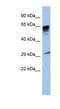 Proline Rich 18 antibody, NBP1-70683, Novus Biologicals, Western Blot image 