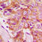 Frizzled Class Receptor 8 antibody, LS-C353044, Lifespan Biosciences, Immunohistochemistry paraffin image 