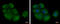 Eukaryotic Translation Initiation Factor 2B Subunit Alpha antibody, GTX109525, GeneTex, Immunocytochemistry image 