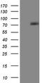 COX2 antibody, LS-C798227, Lifespan Biosciences, Western Blot image 