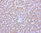 4-Aminobutyrate Aminotransferase antibody, LS-C796917, Lifespan Biosciences, Immunohistochemistry paraffin image 