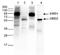 Ty1 Tag antibody, MA5-23513, Invitrogen Antibodies, Western Blot image 