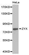 Zyxin antibody, LS-C192939, Lifespan Biosciences, Western Blot image 