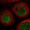 Scm Polycomb Group Protein Like 1 antibody, HPA035270, Atlas Antibodies, Immunocytochemistry image 