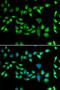 DnaJ Heat Shock Protein Family (Hsp40) Member B6 antibody, PA5-77114, Invitrogen Antibodies, Immunofluorescence image 