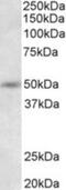 Synaptotagmin 9 antibody, NBP2-26143, Novus Biologicals, Western Blot image 