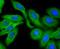 Profilin 1 antibody, NBP2-67078, Novus Biologicals, Immunocytochemistry image 