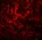 HDGF Like 2 antibody, NBP2-81994, Novus Biologicals, Immunofluorescence image 