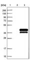 Triggering Receptor Expressed On Myeloid Cells Like 1 antibody, PA5-53473, Invitrogen Antibodies, Western Blot image 