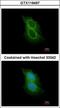 Transmembrane Serine Protease 5 antibody, GTX119497, GeneTex, Immunofluorescence image 