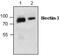 Nectin Cell Adhesion Molecule 3 antibody, GTX59801, GeneTex, Western Blot image 