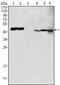 Glutamic-Oxaloacetic Transaminase 2 antibody, STJ97808, St John