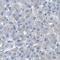 Acyloxyacyl Hydrolase antibody, HPA021666, Atlas Antibodies, Immunohistochemistry frozen image 