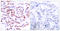 Activating Transcription Factor 2 antibody, LS-C117297, Lifespan Biosciences, Immunohistochemistry paraffin image 