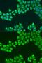 ATP Synthase Peripheral Stalk-Membrane Subunit B antibody, GTX55525, GeneTex, Immunofluorescence image 