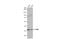 Embigin antibody, GTX121952, GeneTex, Western Blot image 