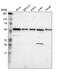 Target Of Myb1 Membrane Trafficking Protein antibody, PA5-64869, Invitrogen Antibodies, Western Blot image 