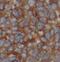 Lact1 antibody, FNab04672, FineTest, Immunohistochemistry frozen image 