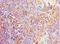 Parvalbumin antibody, LS-C370189, Lifespan Biosciences, Immunohistochemistry frozen image 