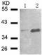 NF-kappa-B inhibitor alpha antibody, TA322253, Origene, Western Blot image 