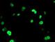 Uracil DNA Glycosylase antibody, NBP2-01194, Novus Biologicals, Immunocytochemistry image 