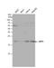 ADP Ribosylation Factor 5 antibody, NBP1-31005, Novus Biologicals, Western Blot image 