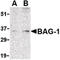 BCL2 Associated Athanogene 1 antibody, LS-B445, Lifespan Biosciences, Western Blot image 