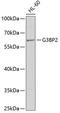 G3BP Stress Granule Assembly Factor 2 antibody, 19-981, ProSci, Western Blot image 