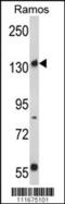 RPTOR Independent Companion Of MTOR Complex 2 antibody, 62-768, ProSci, Western Blot image 