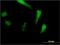 Salt Inducible Kinase 1 antibody, H00150094-M01, Novus Biologicals, Immunocytochemistry image 