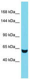 Tensin-3 antibody, TA334111, Origene, Western Blot image 