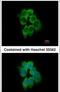 Actin Related Protein 2/3 Complex Subunit 1B antibody, PA5-30353, Invitrogen Antibodies, Immunofluorescence image 