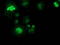 SAM And HD Domain Containing Deoxynucleoside Triphosphate Triphosphohydrolase 1 antibody, TA502085, Origene, Immunofluorescence image 
